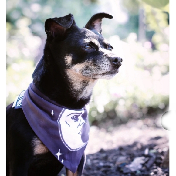 Rogue + Wolf ✦ Reversible Pet Bandana ✦ Celestial Sun & Moon Print Stars Black - Picture 2 of 14
